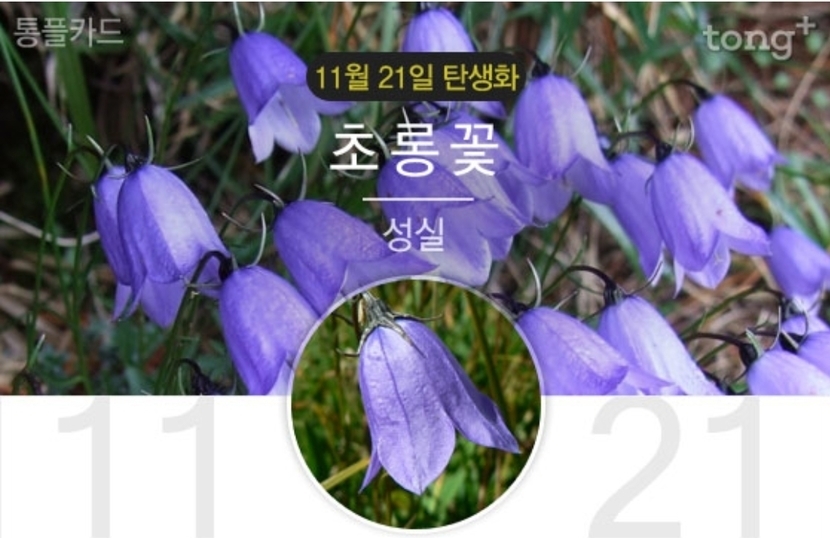 11월 21일 탄생화는 초롱꽃 꽃말과 의미는 뉴스트림