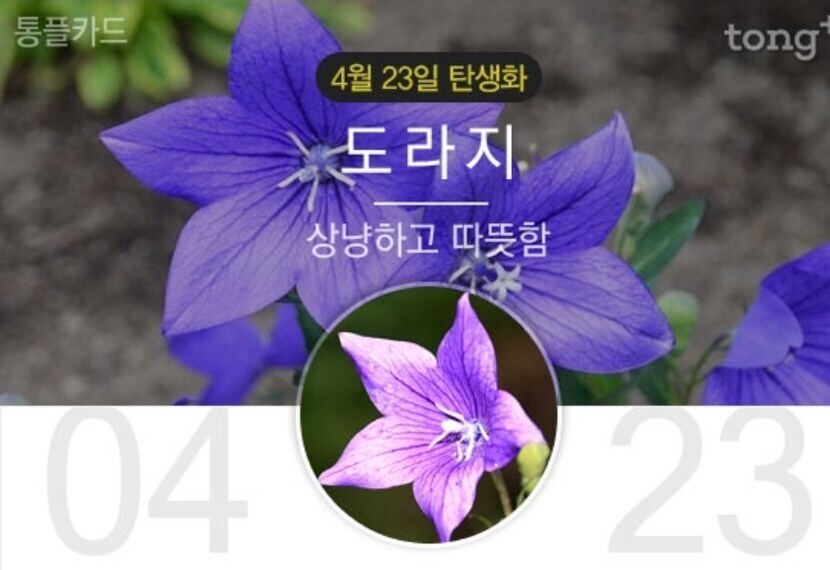 4월23일 탄생화 도라지 꽃말과 의미는 뉴스트림