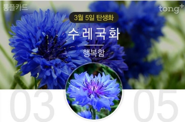 3월5일 탄생화 수레국화 꽃말과 의미는 뉴스트림