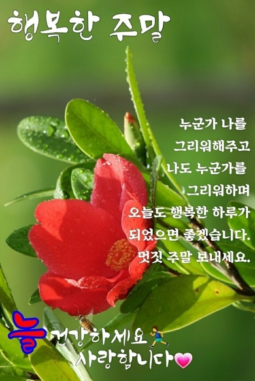행복한주말 | 자유게 | 캐시피드