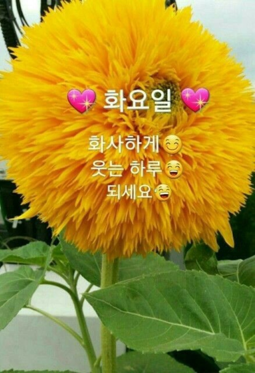 💫💗💗비가 내리는 화요일 아침 인사합니다~~~💯💯💥💥 | 자유게 | 캐시피드