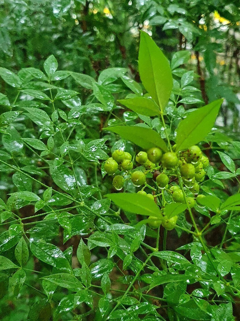 💦🍒흠뻑 젖은 잎새🍒💦 | 꿀팁 | 캐시피드