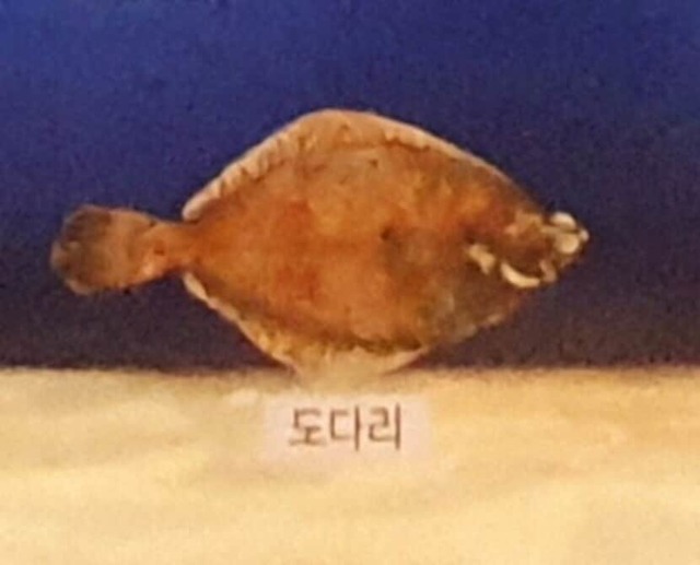 💯 Righteye flounder 도다리 좌광우도왼넙치(2자 뉴스트림