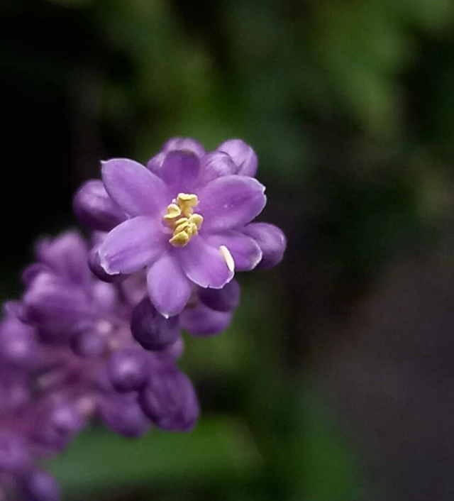 이쁜 꽃 사진 ️🌺🌹🌸 뉴스트림